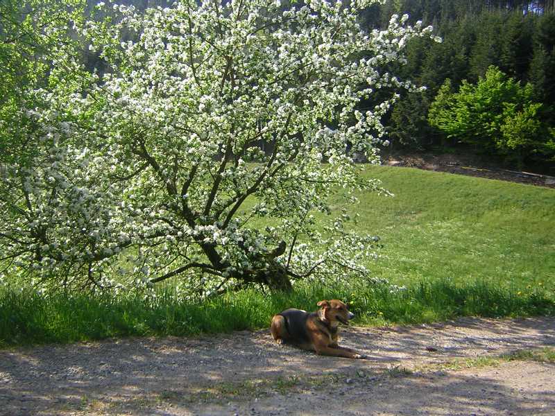 Aska vor einem blhenden Apfelbaum 