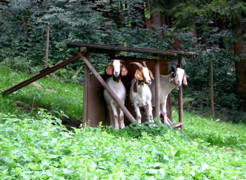 Unsere drei Ziegen im Frhsommer 2007